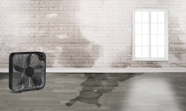 Best Water damage repair service  in Gonzales, LA