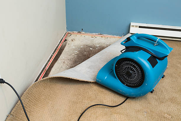 Best Mold removal after water damage  in Gonzales, LA